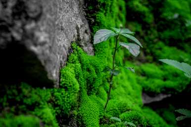 苔藓怎么养才好，苔藓怎么养才能绿