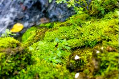 苔藓怎么养才好，苔藓怎么养才能绿