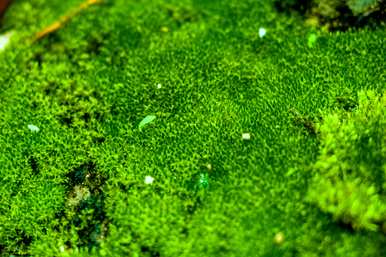 苔藓怎么养才好，苔藓怎么养才能绿