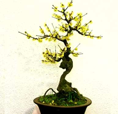 腊梅什么时候播种，从播种到开花？
