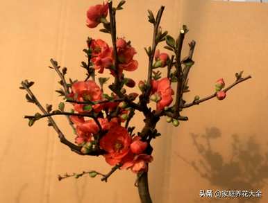 海棠花适合室内或室外，海棠花适合室内养吗？