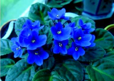 紫罗兰花的花语是什么？