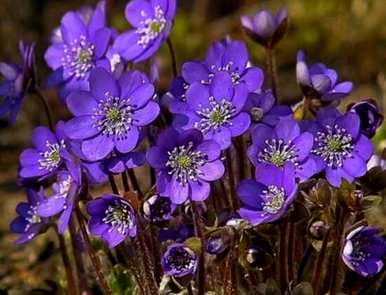 紫罗兰花的花语是什么？