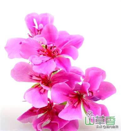 如何养香叶天竺葵，香叶天竺葵的价格