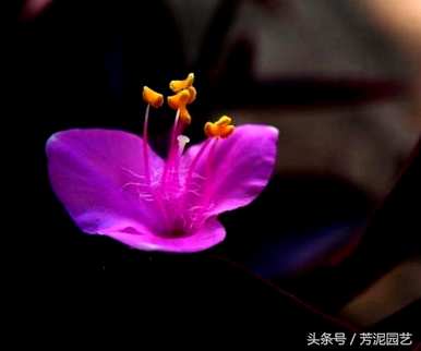 如何修剪紫竹梅美观？