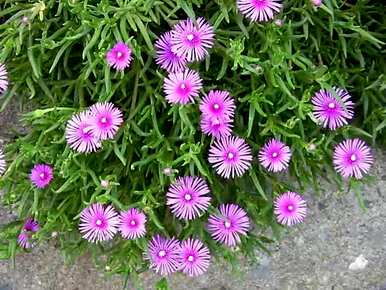为什么松果菊的花语懈怠，松叶菊的花语是什么？