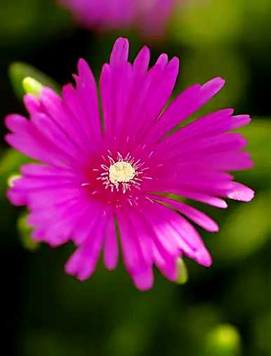 为什么松果菊的花语懈怠，松叶菊的花语是什么？