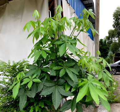 老桩发财树怎么养才茂盛，发财树怎么养才茂盛