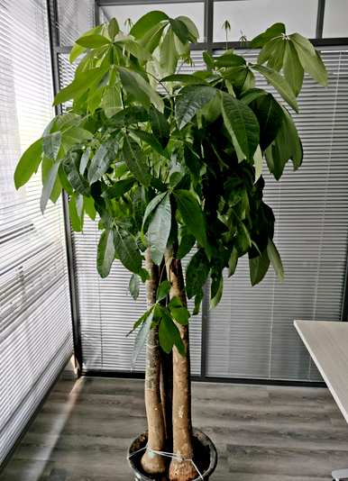 老桩发财树怎么养才茂盛，发财树怎么养才茂盛