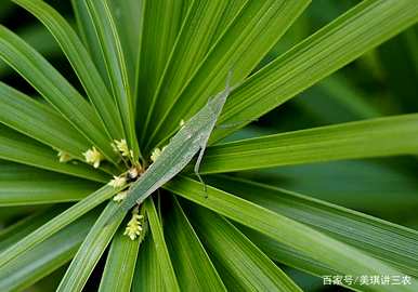 如何养殖旱伞草，正确养殖旱伞草的方法