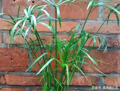 如何养殖旱伞草，正确养殖旱伞草的方法