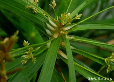 如何养殖旱伞草，正确养殖旱伞草的方法