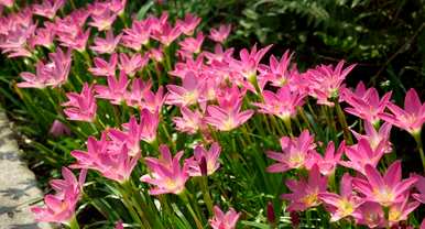 韭菜什么时候开花，韭菜什么时候开花？