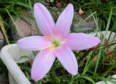 韭菜什么时候开花，韭菜什么时候开花？