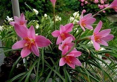 韭菜什么时候开花，韭菜什么时候开花？