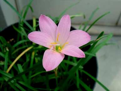 韭菜什么时候开花，韭菜什么时候开花？