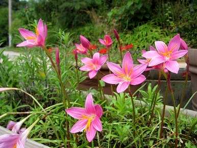 韭菜什么时候开花，韭菜什么时候开花？
