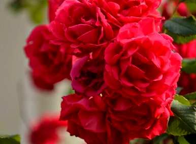 玫瑰花语是什么意思，紫玫瑰花语是什么意思？