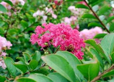 玫瑰花语是什么意思，紫玫瑰花语是什么意思？