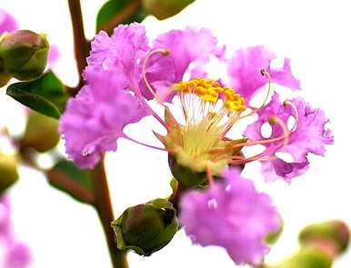 玫瑰花语是什么意思，紫玫瑰花语是什么意思？