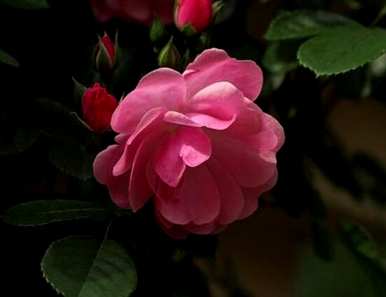 玫瑰花语是什么意思，紫玫瑰花语是什么意思？