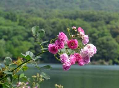 玫瑰花语是什么意思，紫玫瑰花语是什么意思？