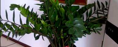 多肉金钱树的种植方法，如何种植金钱树？