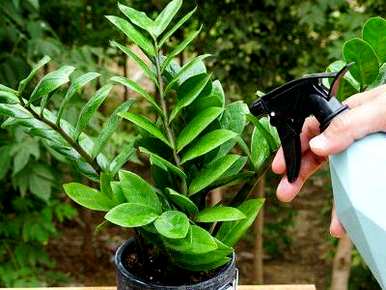 多肉金钱树的种植方法，如何种植金钱树？