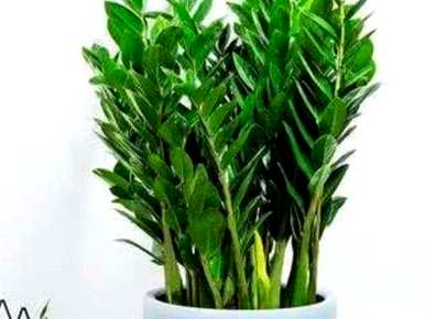 多肉金钱树的种植方法，如何种植金钱树？