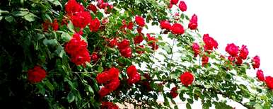爬墙月季花能长多高？如何管理爬墙月季花？