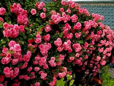 爬墙月季花能长多高？如何管理爬墙月季花？