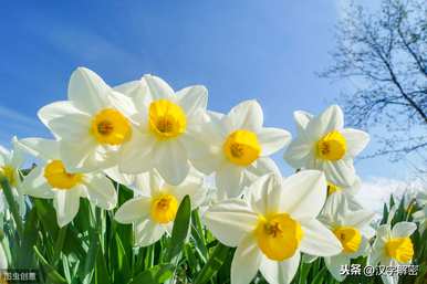 水仙花的寓意和象征是什么？水仙花的象征意义是什么？