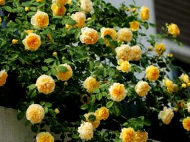 爬墙月季花能长多高？如何管理爬墙月季花？