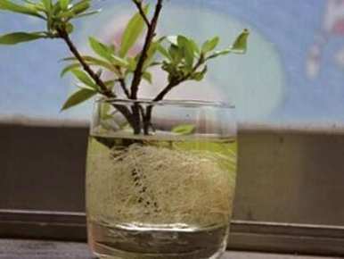 栀子如何水培生根最快，栀子如何水培生根