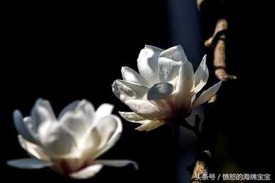白茶花什么时候开花，什么季节开花？