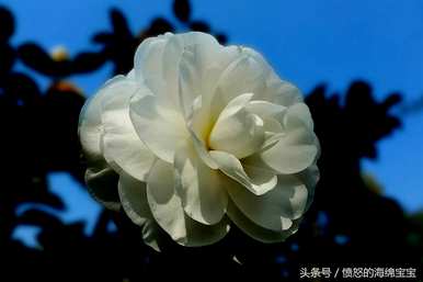 白茶花什么时候开花，什么季节开花？