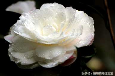 白茶花什么时候开花，什么季节开花？