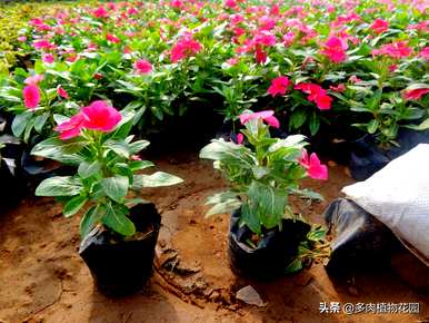 如何种植长春花，如何种植长春花
