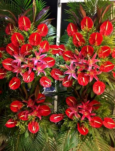 火鹤花语的寓意是什么？火鹤花语是什么？
