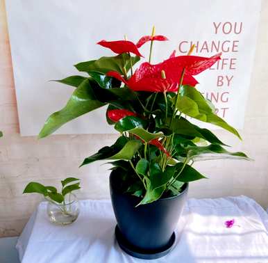 火鹤花语的寓意是什么？火鹤花语是什么？