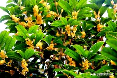 桂花的养护方法有哪些？桂花的养护方法有哪些？