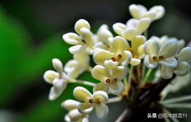 桂花的养护方法有哪些？桂花的养护方法有哪些？