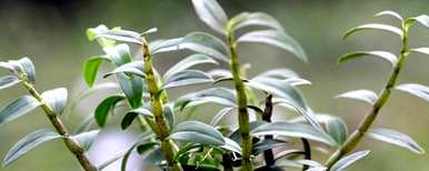 铁皮石斛种什么土？铁皮石斛可以用兰花土种植吗？