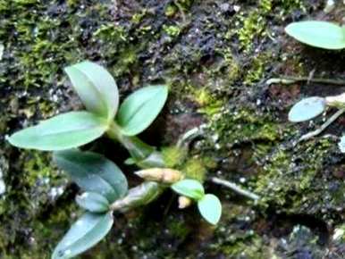 铁皮石斛种什么土？铁皮石斛可以用兰花土种植吗？