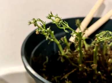 如何养双瓣风铃花？双瓣紫风铃花耐阴