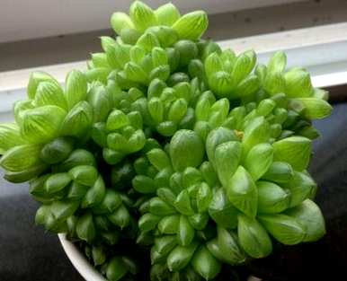 夏天草玉露怎么养，夏天玉露闷养的方法