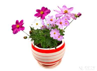 什么是波斯菊花语，什么是波斯菊花语？