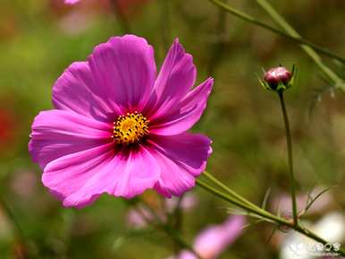 什么是波斯菊花语，什么是波斯菊花语？