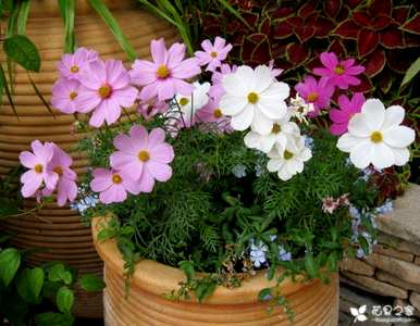 什么是波斯菊花语，什么是波斯菊花语？