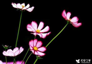 什么是波斯菊花语，什么是波斯菊花语？